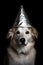 suspicious dog wearing foil hat on black background, neural network generated photorealistic image