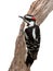 Suspicious Woodpecker