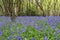 Sussex Bluebells