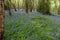 Sussex Bluebells