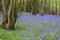 Sussex Bluebells