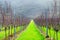 Sussex, England, United Kingdom, wine growing region, rows of long straight grapevines in and English vineyard in winter