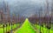 Sussex, England, United Kingdom, wine growing region, rows of long straight grapevines in and English vineyard in winter