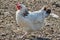 A Sussex hen on the catwalk.