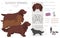 Sussex Spaniel coat colors, different poses clipart