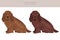 Sussex Spaniel coat colors, different poses clipart