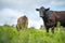 sustainable agriculture cow farm in a field, beef cows in a field. livestock herd grazing on grass on a farm. african cow, healthy