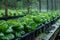 Sustainable Agriculture. Wellness, Healthy and Sustainable Food Hydroponics Vertical Farming extreme closeup. Generative AI