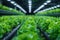 Sustainable Agriculture. Wellness, Healthy and Sustainable Food Hydroponics Vertical Farming extreme closeup. Generative AI