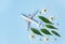 Sustainable Aviation Fuel. White airplane model, fresh green leaves on blue background