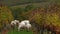 Sustainable development, flock of sheep grazing grass in Bordeaux Vineyard