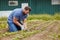 Sustainable farmer planting and growing vegetable crops or plants on his farm land with farming gear. Male environmental