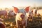 Sustainable Farming Capturing Ecological Pigs and Piglets at a Domestic Farm. created with Generative AI