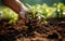 Sustainable Gardening Farmer Nurturing Tomato Seedling in Vegetable Garden