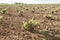 Sustainable vineyard in La Mancha, Spain