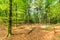 Sustainably managed natural forest with beech trees