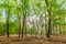 Sustainably managed natural forest with Beech trees