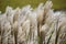SusukiJapanese Pampas Grass,Miscanthus sinensis blowing in the breeze