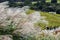 SusukiJapanese Pampas Grass,Miscanthus sinensis with Kochia fields behind,Ibaraki,Japan