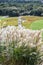 SusukiJapanese Pampas Grass,Miscanthus sinensis with Kochia fields behind,Ibaraki,Japan