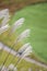 SusukiJapanese Pampas Grass,Miscanthus sinensis with Kochia fields behind,Ibaraki,Japan