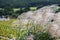 SusukiJapanese Pampas Grass,Miscanthus sinensis with Kochia fields behind,Ibaraki,Japan