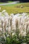 SusukiJapanese Pampas Grass,Miscanthus sinensis with Kochia fields behind,Ibaraki,Japan