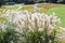 SusukiJapanese Pampas Grass,Miscanthus sinensis with Kochia fields behind,Ibaraki,Japan