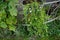 Sutera cordata \\\'Big Baja\\\' blooms with white flowers in a flower pot in autumn. Berlin, Germany.