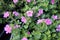 Sutera cordata `Big Falls Dark Pink`, Big Falls Dark Pink Bacopa