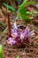 Suthep Siamese flowers or krachiao suthep are blooming from the ground in Doi Suthep-Pui National Park, Thailand