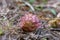 Suthep Siamese flowers or krachiao suthep are blooming from the ground in Doi Suthep-Pui National Park, Thailand