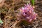 Suthep Siamese flowers or krachiao suthep are blooming from the ground in Doi Suthep-Pui National Park, Thailand