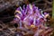 Suthep Siamese flowers or krachiao suthep are blooming from the ground in Doi Suthep-Pui National Park, Thailand