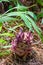 Suthep Siamese flowers or krachiao suthep are blooming from the ground in Doi Suthep-Pui National Park, Thailand