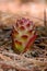 Suthep Siamese flowers or krachiao suthep are blooming from the ground in Doi Suthep-Pui National Park, Thailand