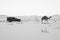 SUV car passing by a camel in the Empty Quarter desert of Arabia