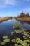 Suwanee River with Lily Pads - Okefenokee Swamp