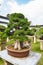 SUZHOU, CHINA - October 23, 2013: Bonsai tree in Humble Administrator`s Garden