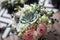Svadebnyy buket s sukkulentami wedding bouquet with succulents