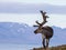 Svalbard male reindeer with big antlers walking in Bjorndalen in summer, Svalbard