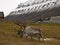 Svalbard Reindeer