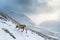 svalbard reindeer navigating snowy hills