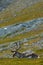 Svalbard Reindeer, Rangifer tarandus, with massive antlers, in the green grass Svalbard, Norway