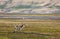 Svalbard reindeer standing on the tundra in summer at Svalbard