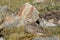 Svalbard Rock ptarmigan, female with summer plumage, lying on ground in summer, Svalbard