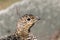 Svalbard Rock ptarmigan, female with summer plumage, Svalbard, close up