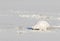 Svalbard Rock ptarmigan, Lagopus muta hyperborea, bird with winter plumage, searching for food in the snow at Svalbard