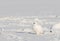 Svalbard Rock ptarmigan, Lagopus muta hyperborea, bird with winter plumage, in the snow at Svalbard