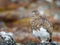 Svalbard Rock Ptarmigan with summer plumage, Svalbard